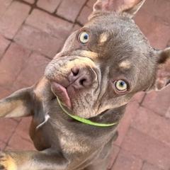 French Bulldogs from Cassity Frenchies