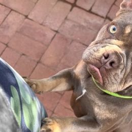 French Bulldogs from Cassity Frenchies