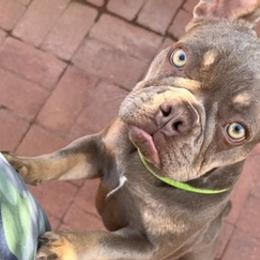 French Bulldogs from Cassity Frenchies