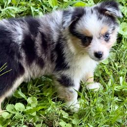Raziah - Blue merle male Miniature Australian Shepherd puppy in Patterson, North Carolina from DreamLine Aussies