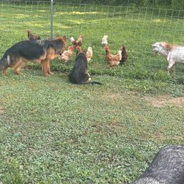 German Shepherd Puppies from Segen Von Gott German Shepherd’s