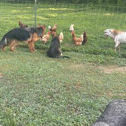 German Shepherd Puppies from Segen Von Gott German Shepherd’s