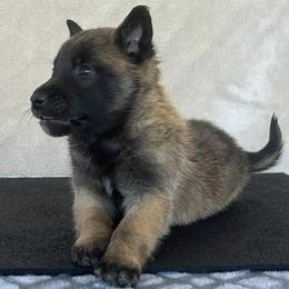 Yellow-Shown at 5.5 weeks old - Fawn male Belgian Malinois puppy in Golden Valley, Arizona from Desert Wind Kennels