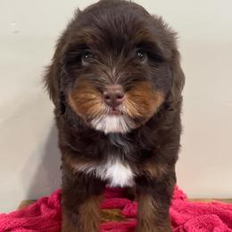 Dixie - Tri-color female Bernedoodle puppy in Horseshoe Bend, Idaho from Over the Moon Poodles and Doodles