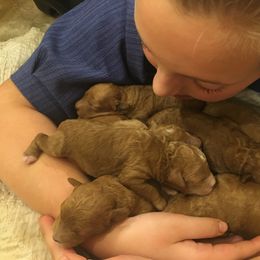 Goldendoodle and Shetland Sheepdog Puppies from Odyssey Kennels