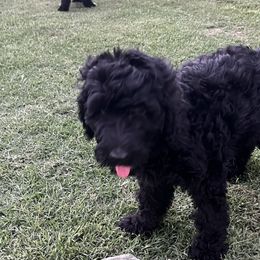 Boy 4 - Black Bernedoodle puppy in Oklahoma from Prairie Bernedoodles