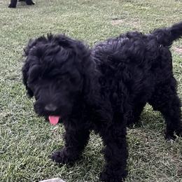 Boy 4 - Black Bernedoodle puppy in Oklahoma from Prairie Bernedoodles