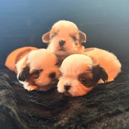 Boy 4 - Gold and white male Shih Tzu puppy in Monclova, Ohio from Heritage Toy Poodles & Hallmark Jolei Shih Tzus