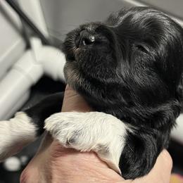 Stella (pink) - Black female Miniature Schnauzer puppy in Port Orchard, Washington from Silver Bells Miniature Schnauzers