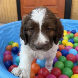 Sky - Mahogany and white female Saint Berdoodle puppy in Chicago, Illinois from Gentle Giant Saint Berdoodles