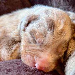 Boy-1 - Red merle male Australian Shepherd puppy in Ramona, California from Blue Moon Aussies