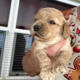 Patsy B1 - Red male Cockapoo puppy in Haines City, Florida from Camic Cockapoos