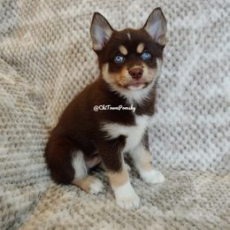 Pomsky Puppies from Chi-Town Pomsky
