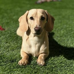 Gio - Dachshund