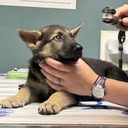 Odin-S - Black and silver male German Shepherd puppy in Perkasie, Pennsylvania from Twila Ruth Herot