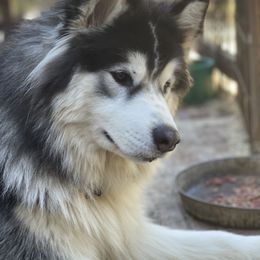 Einstein - Siberian Husky