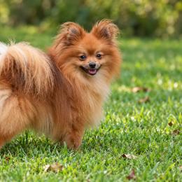 Chesnut - Chocolate sable male Pomeranian puppy in Cleveland, Georgia from Sourpatch Pomeranians