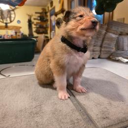 Black - Sable male Collie puppy in Wykoff, Minnesota from Country Collies