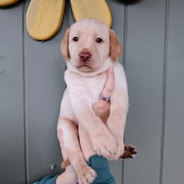 Labrador Retriever Puppies from Western Valley Retrievers