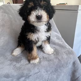 Mickey - Black male Goldendoodle puppy in Lowville, New York from Adirondack Labradoodles