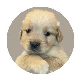 Gray Girl - Golden female Golden Retriever puppy in Albany, Georgia from Sassafras Goldens