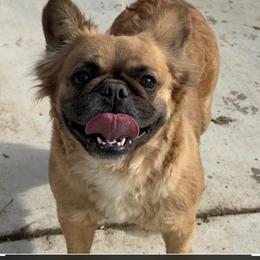 Amber - French Bulldog