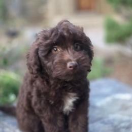 Espresso - Brown male Bernedoodle puppy in Boise, Idaho from Nesting Dolls
