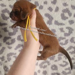 Yellow collar - Mahogany and white female Basset Hound puppy in Alton, Illinois from Show Me Great Danes and Basset Hounds