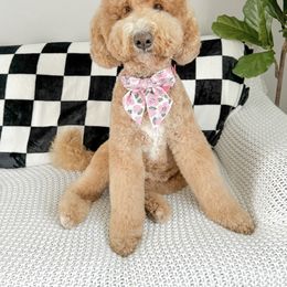 Ellie - Goldendoodle