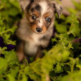 Cedar - Blue merle male Toy Australian Shepherd puppy in Carlsbad, New Mexico from New Mexico Aussies