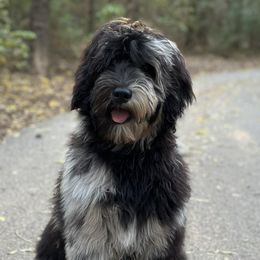 Assorted Doodle Crosses and Bernedoodles from Rock N Roll Doodles