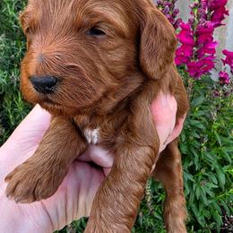 Taurus - Red  male Goldendoodle puppy in Syracuse, Utah from Just Doodling Dogs