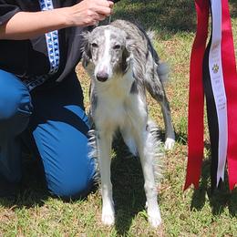 Puzzle - Silken Windhound