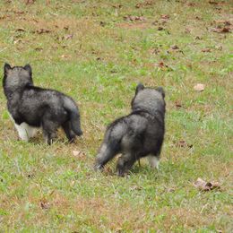 Pomsky and Siberian Husky Puppies from Beastly Beauties Huskies & Pomskies