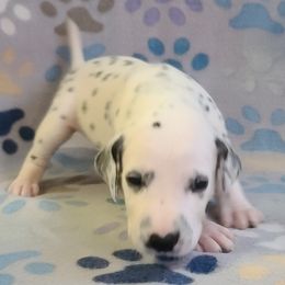 GRAY - White and black Dalmatian puppy in Adamstown, Maryland from Sprinkled with Hearts Dalmatians