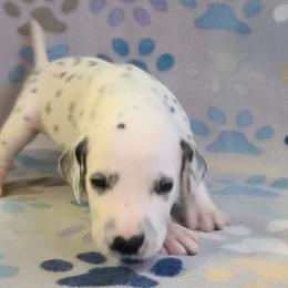 GRAY - White and black Dalmatian puppy in Adamstown, Maryland from Sprinkled with Hearts Dalmatians