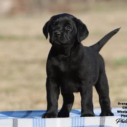 Fancy Girl 5 - Orange Collar - Black female Labrador Retriever puppy in Point, Texas from Lakylu Kennels