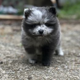 Pomeranian Puppies from Bama Pom Squad