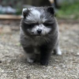 Pomeranian Puppies from Bama Pom Squad