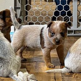 Boy 3 - Red mottled male Australian Cattle Dog puppy in Carthage, Missouri from MO Morningstar Heelers