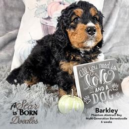 Bernedoodle Puppies from A Star is Born Doodles