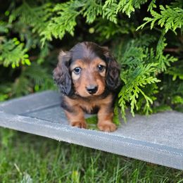 Copper - Red male Dachshund puppy in Crystal, Michigan from Mare-bella Dachshunds