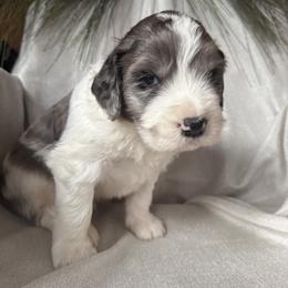 Baja - White and brown male Saint Berdoodle puppy in Traverse City, Michigan from Bare Paws Saint Berdoodles