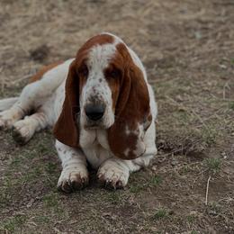 Sophia - Basset Hound