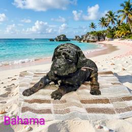 Bahama - Phantom female Goldendoodle puppy in Forest, Ohio from Mini Doodle Buddies