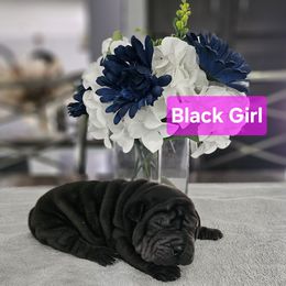 Black Girl - Black female Chinese Shar-Pei puppy in Blossvale, New York from CNY Shar Peis
