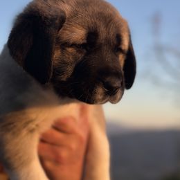 Anatolian Shepherd Dog Puppies from WanderDogs.Co
