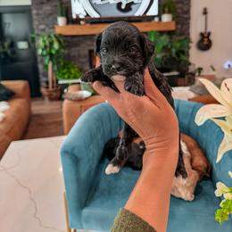 Bernedoodle, Cavapoo, Cavapoochon, Goldendoodle, Poodle, and Yorkipoo Puppies from Anchor Dogs
