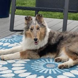 Collies from Aura Island