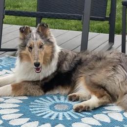 Collies from Aura Island